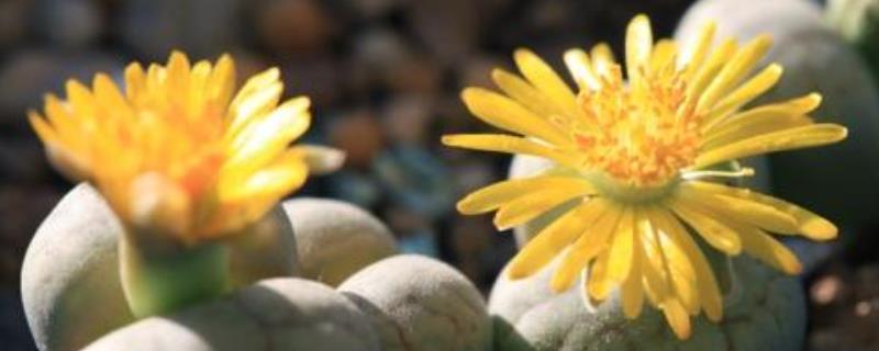 生石花怎么繁殖