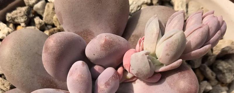 桃美人怎么养殖好