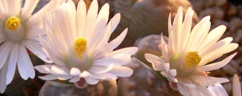 生石花种子怎么种