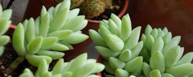 新玉缀的养殖方法
