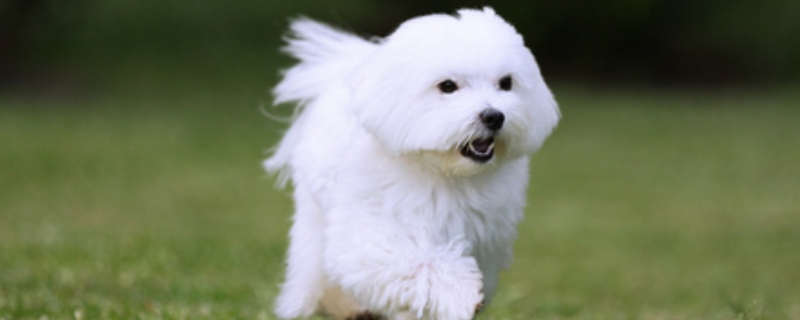 马尔济斯犬怎么养