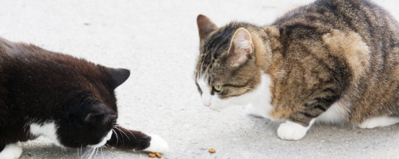 猫癣的预防和治疗方法