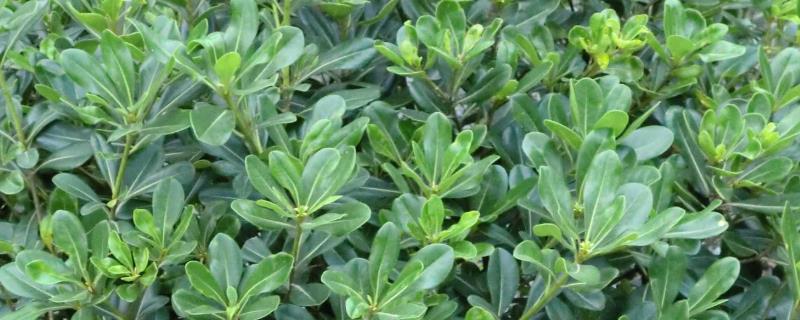 盆栽海桐的养殖方法