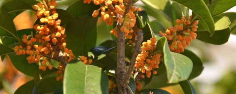 金桂花树栽培技术