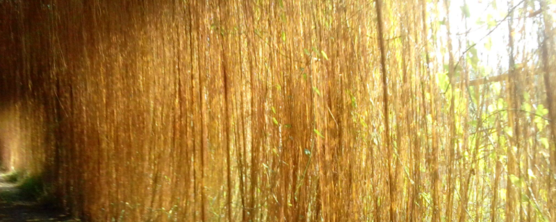 锦屏藤怎么种植