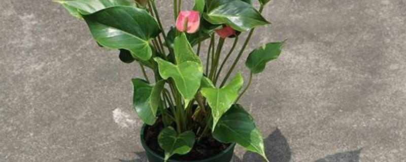 盆栽粉掌怎么养才好