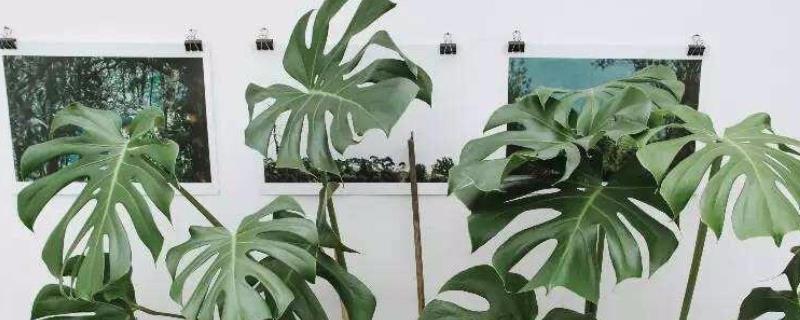 盆栽龟背竹怎么养