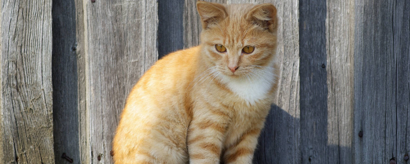 猫的寿命是多少年