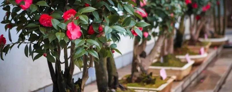 盆栽茶花怎么养才好