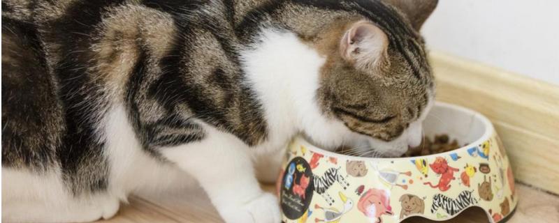 自制猫粮的做法大全