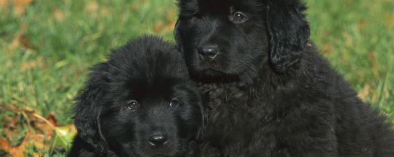 纽芬兰犬好养吗
