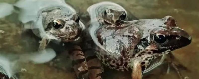 林蛙的人工养殖技术