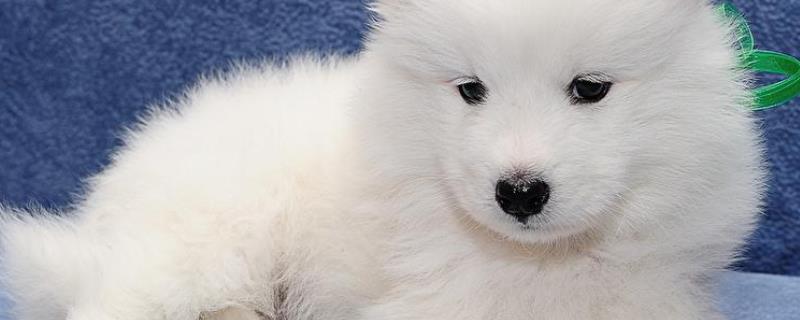萨摩耶犬怎么训练