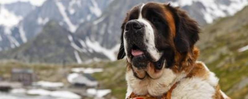 圣伯纳犬好饲养吗