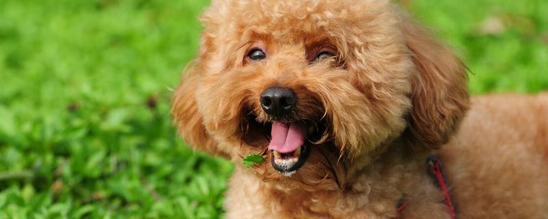 贵宾犬和泰迪犬的区别