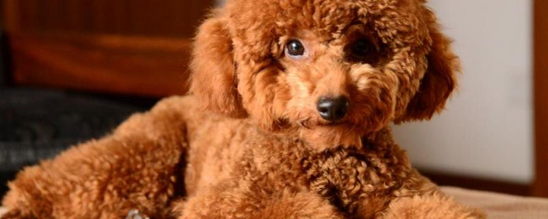 泰迪犬怎样训练