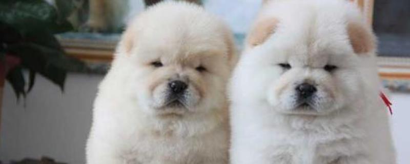 松狮犬能长多大