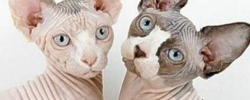 加拿大无毛猫怎么养