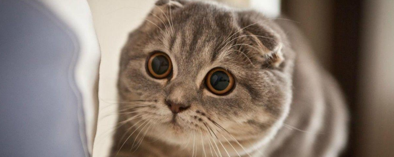 苏格兰折耳猫怎么养