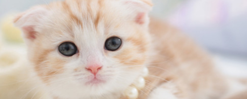 苏格兰折耳猫遗传病大全