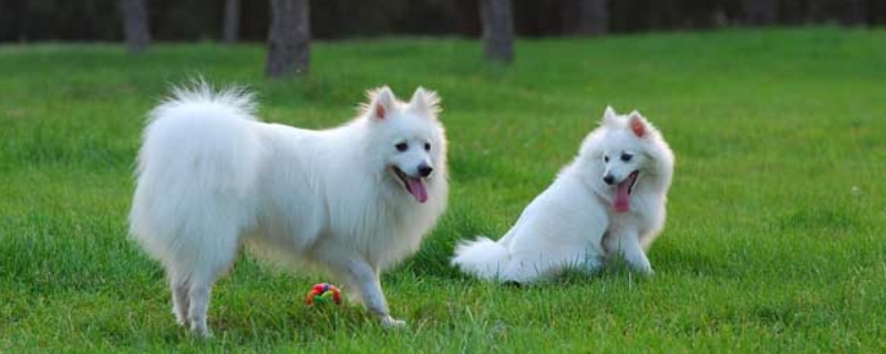 银狐犬怎么养才好