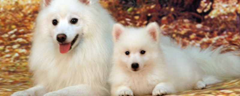 银狐犬和萨摩耶的区别