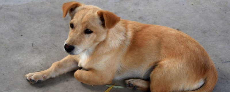 中华田园犬怎么养