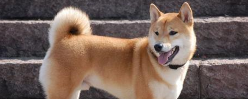 中华田园犬智商排多少名