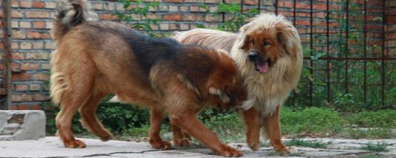 什么狗能咬死藏獒