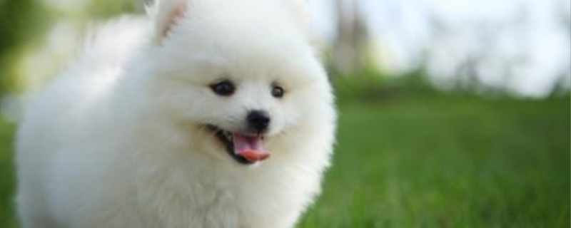 如何让博美犬活的更久
