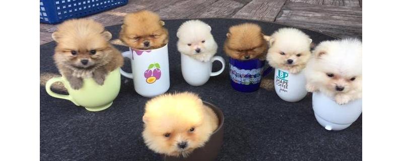 茶杯犬怎么训练才好