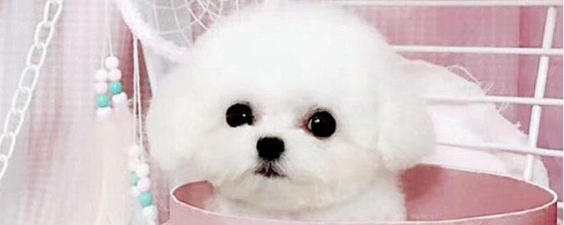 茶杯犬吃什么狗粮