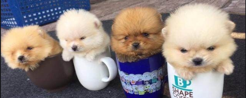 茶杯犬是怎么来的