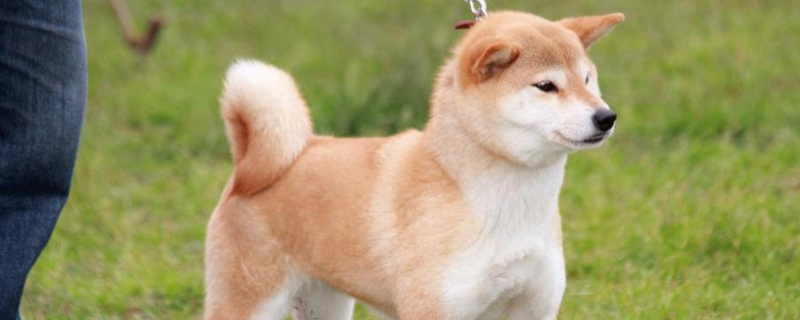 日本柴犬好养吗