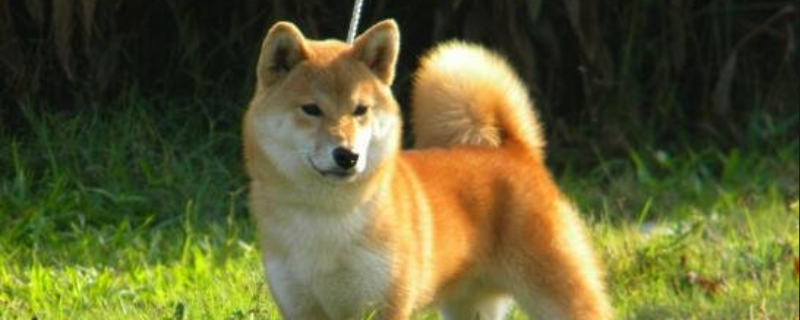 柴犬吃什么狗粮