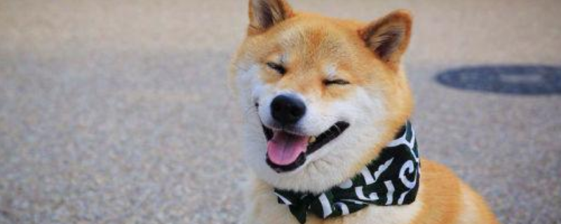 柴犬的智商排多少名
