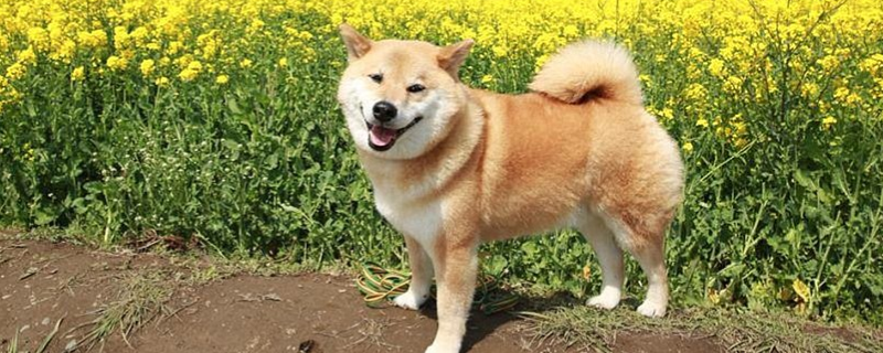 柴犬寿命能活多久