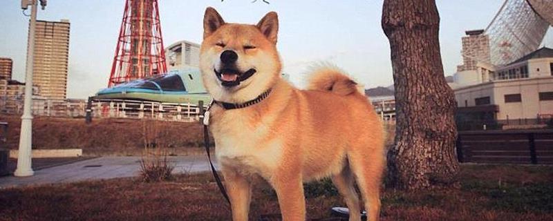 柴犬和土狗的区别