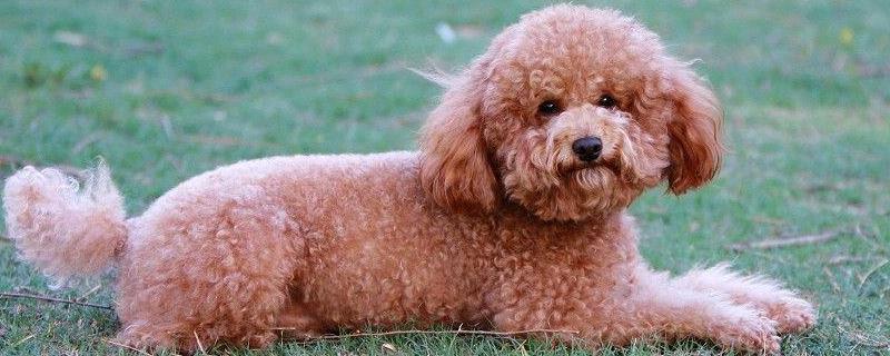 贵宾犬拉稀怎么办