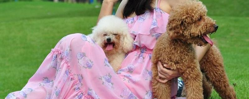 贵宾犬咳嗽怎么办