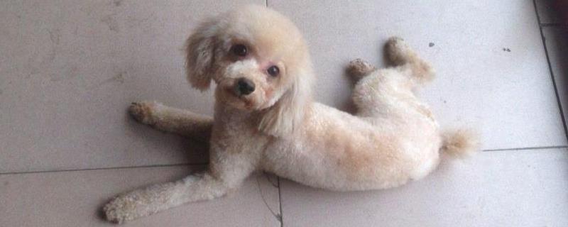 贵宾犬大小便怎么训练