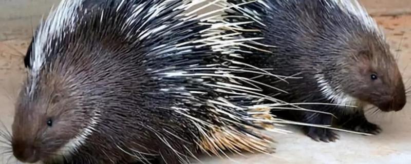 豪猪养殖日常管理方案