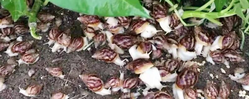 蜗牛养殖的三种方法