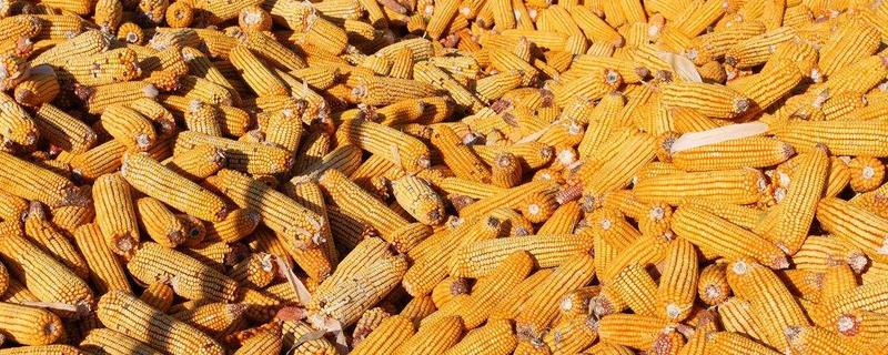 能量饲料的开发、加工及营养特点