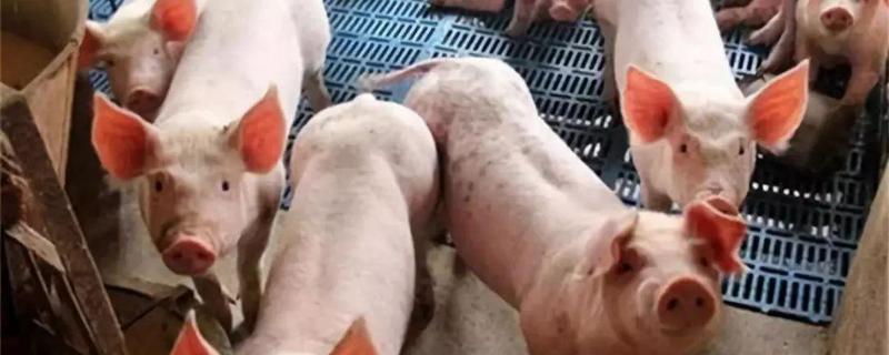 猪瘟的症状及防治措施