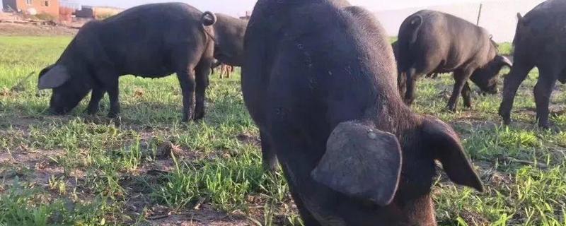 中国十大黑猪产地