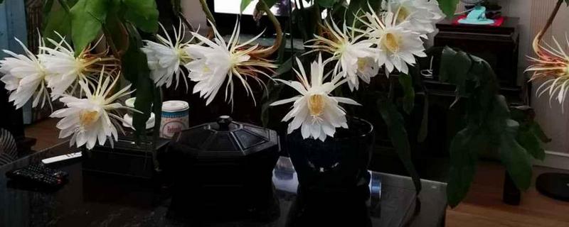 盆栽昙花怎么养才好