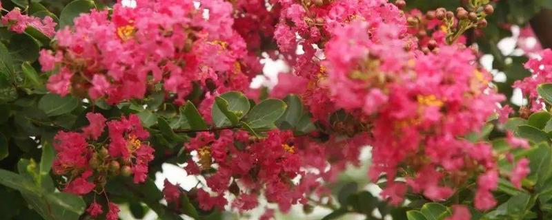 盆栽紫薇花怎么养
