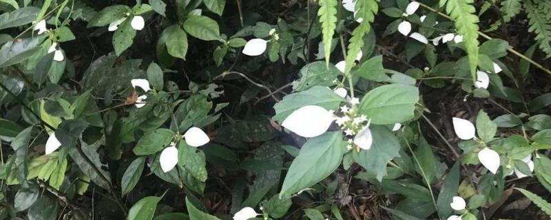 玉叶金花的养殖方法
