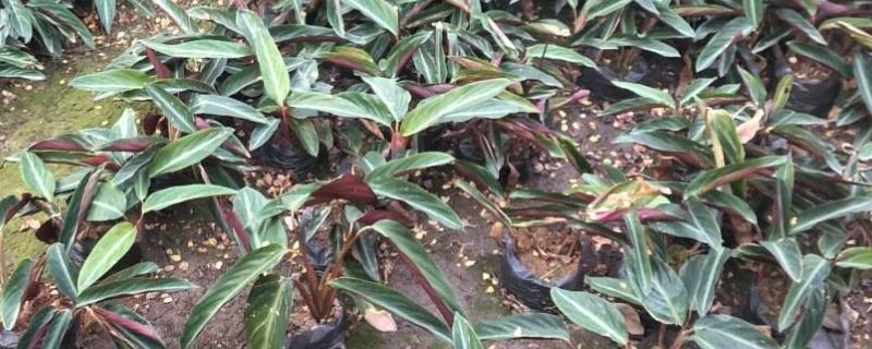 紫背竹芋的养殖方法